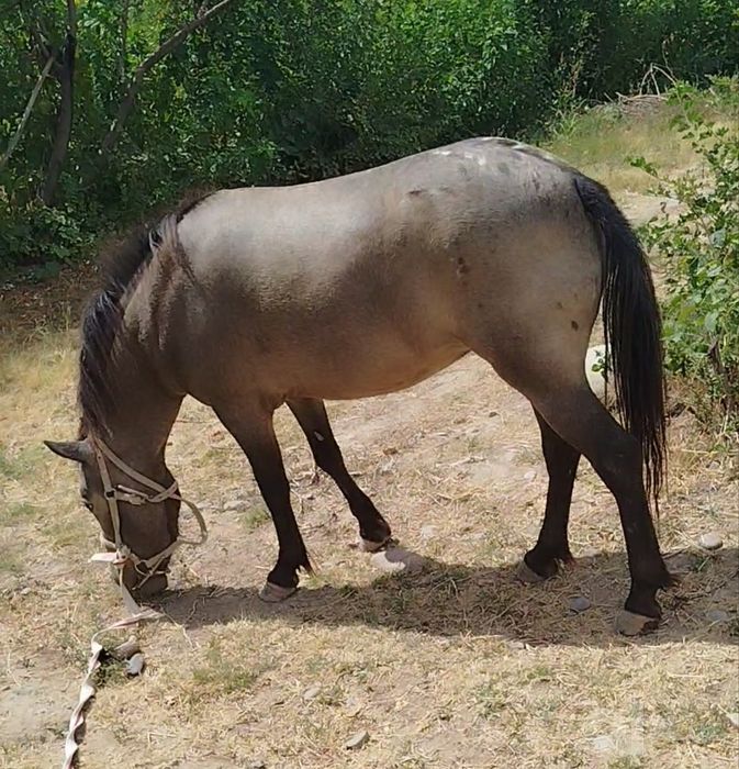 Пони / poni sotiladi