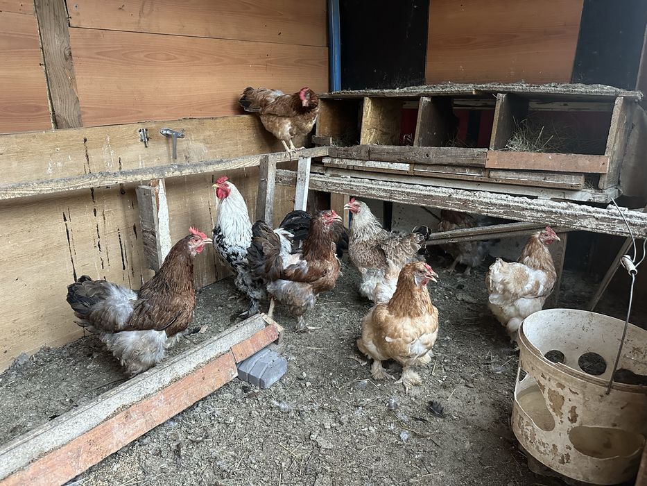 Продам Кур брама