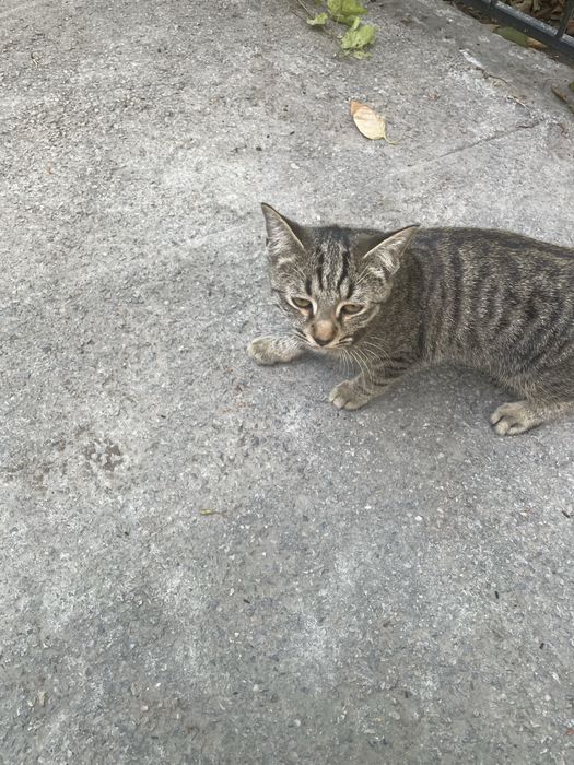 Отдам в хорошие руки котят