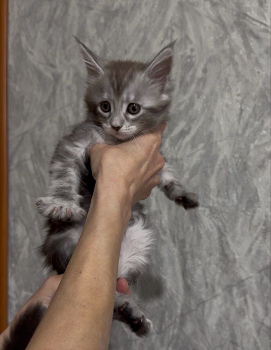 Котята породы Мейн-кун