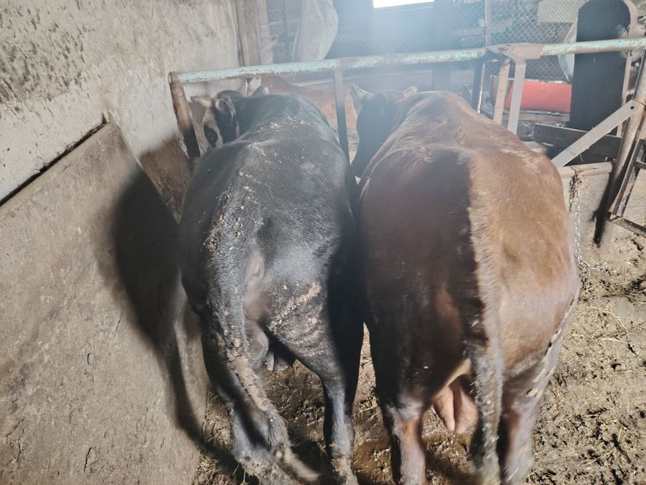 Продам бычков с откорма