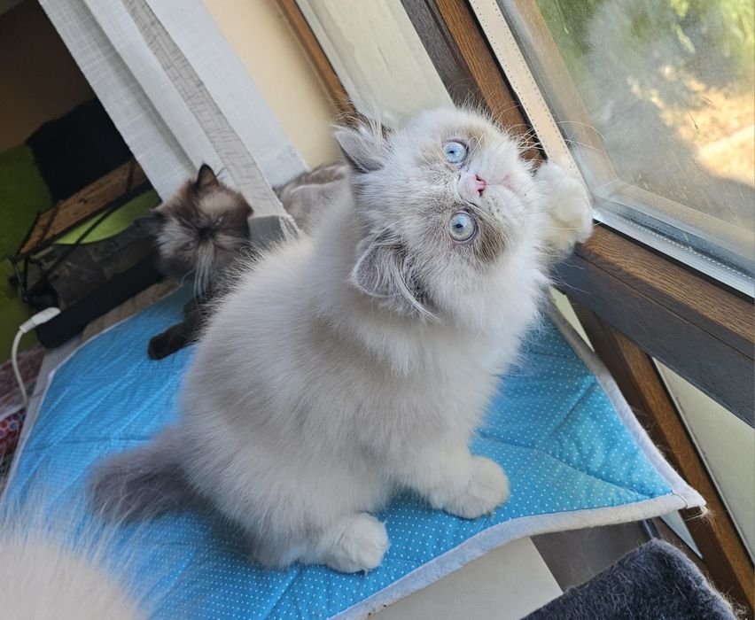 Персийски котенца