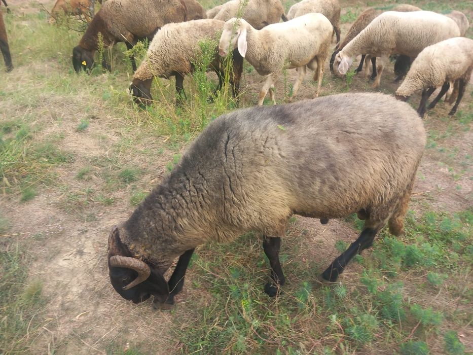 Vând berbec de rasă, Carabasa