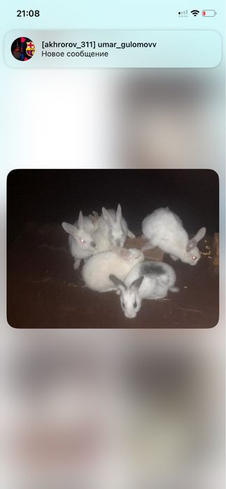 Quyon bolalari sotiladi