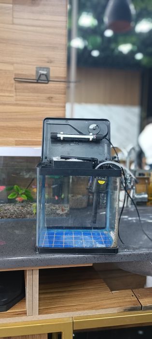 Akvarium toshkent