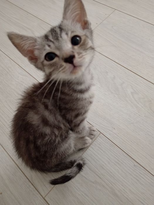 продаётся котенок