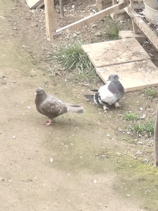 Каптарлар Хар хил сотилади