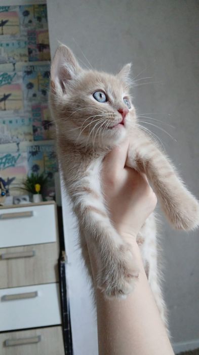 Котенок мальчик ищет дом
