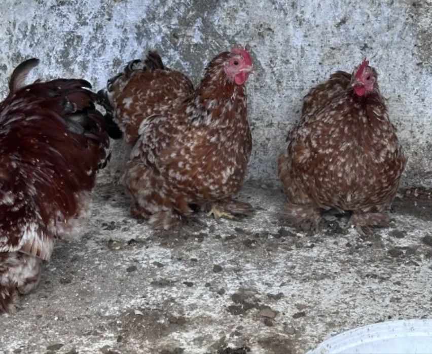 Разплодени различни породи