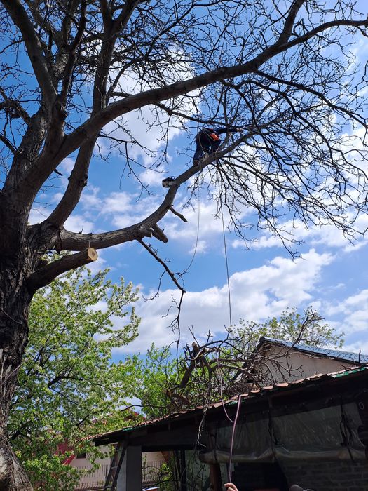 Tăiere/Fasonare Arbori De Mari Dimensiuni La Cel mai Bun Preț.