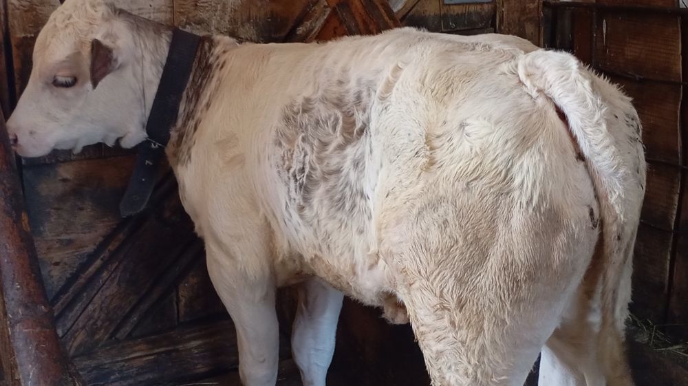 Vând vițică belgiană de 3 luni