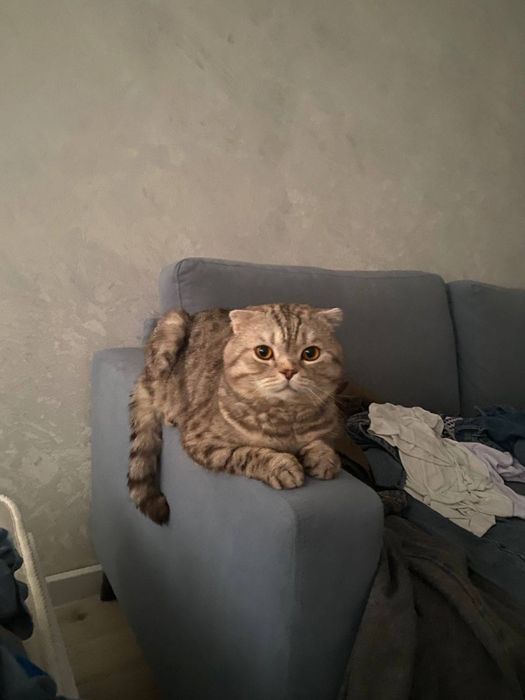 Мальчик скоттиш-фолд