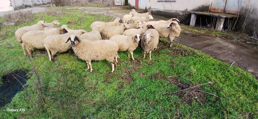 Свободни овце и кочове