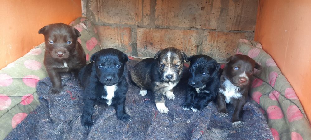 Отдам щенков в хорошие руки