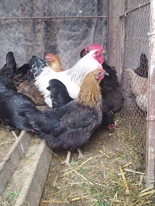 Продам куры домашние