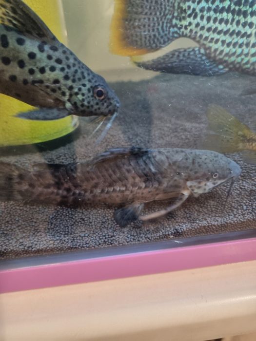 Сомик таракатум крупный 15см