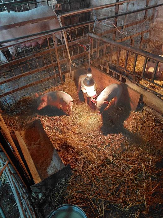 Продавам Малки Прасета