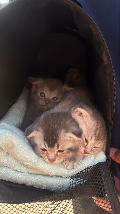 Шатланские котёнкий