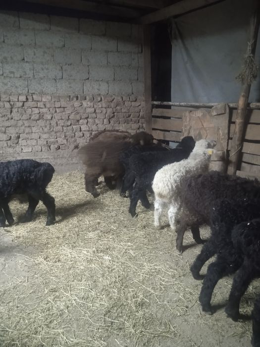 Козы сатылады козылар