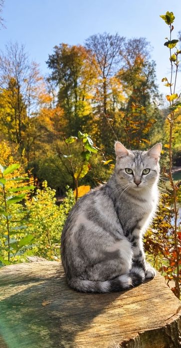 Кошка в добрые руки! 1,5 года. Стерилизована