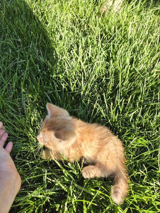 Рыжий котёнок,  мальчик