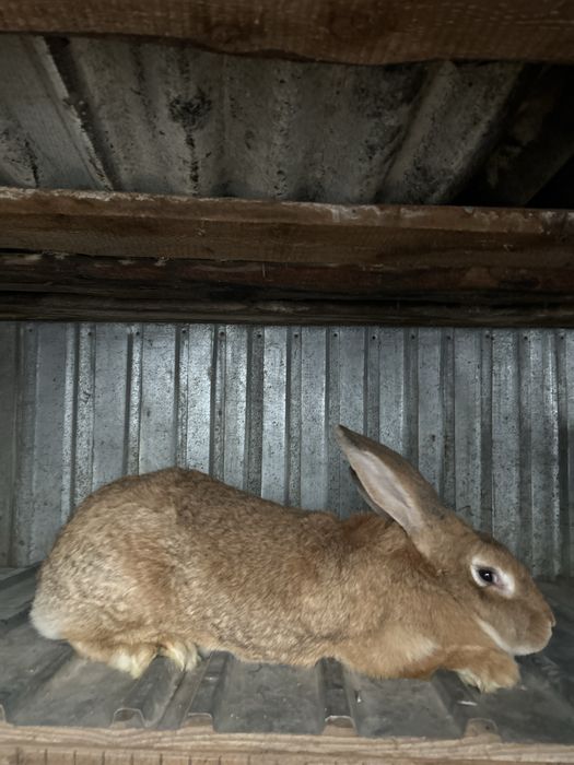 Продам Самку фландер с великаном, могу Продам мясом