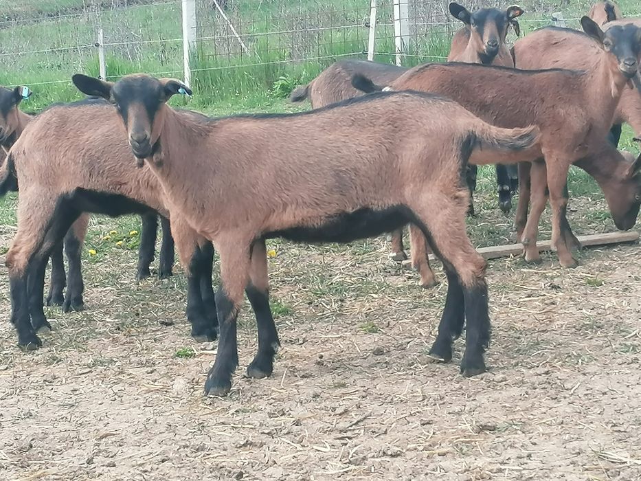 Disponibil (de vanzare) 18 femele nascute in 2026.01-02. Alpin cu certificat de origine.