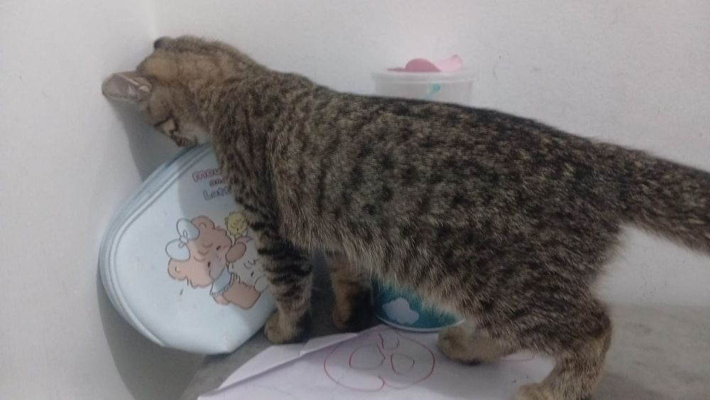 Отдам даром  кошку