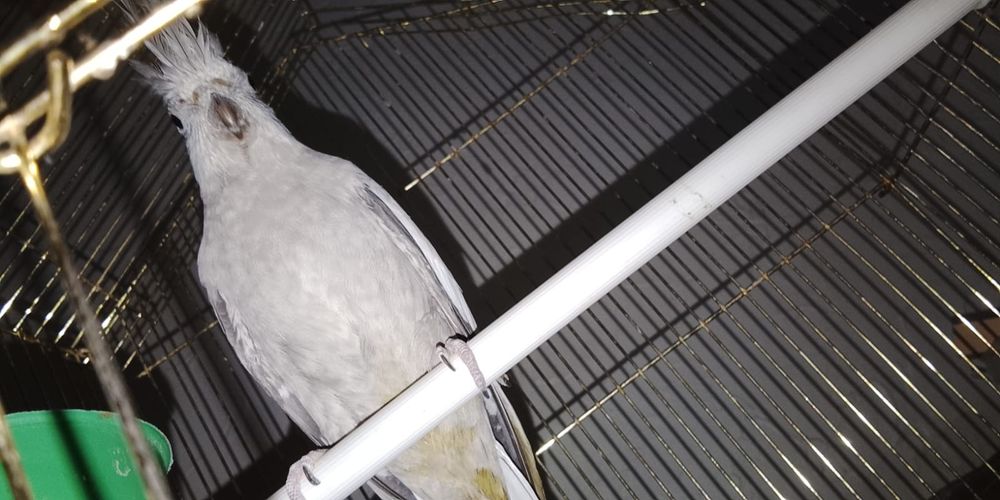 Попугай корелла продам