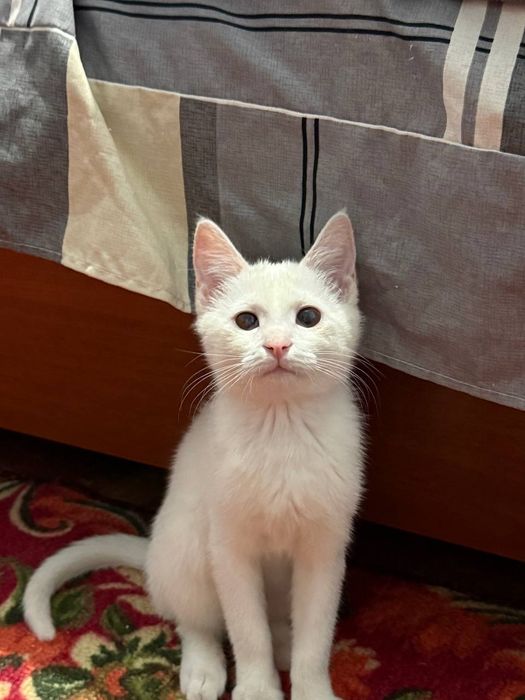 Отдаём кошку в хорошие руки