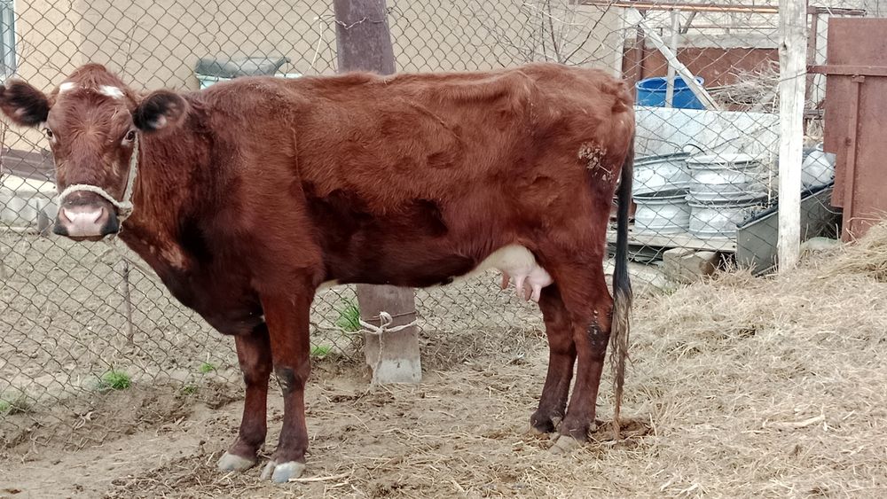 Бузаулы сиыр сатылады