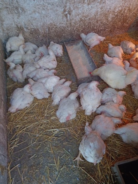 Vând găini de carne bio