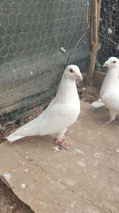 Ocazie! Vand 2 masculi voiajor alb curat, sport, 2021 si 2022, TOP!