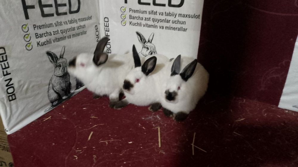 Sifatli va toza zotli quyonlar arzon narxlarda sotuvda!