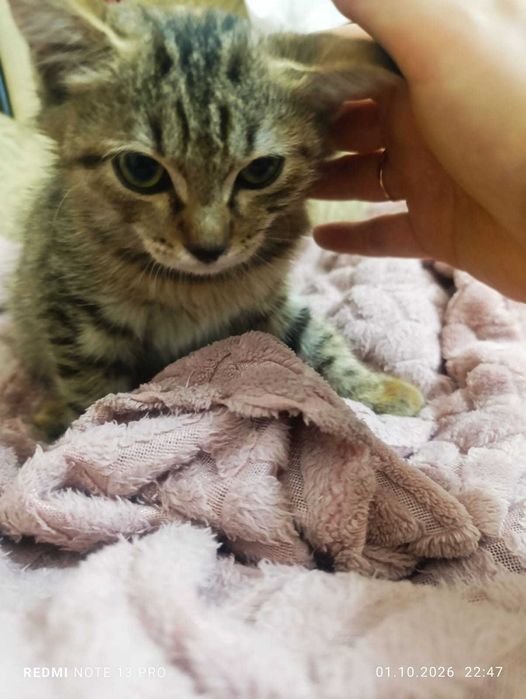 Котенок в добрые руки