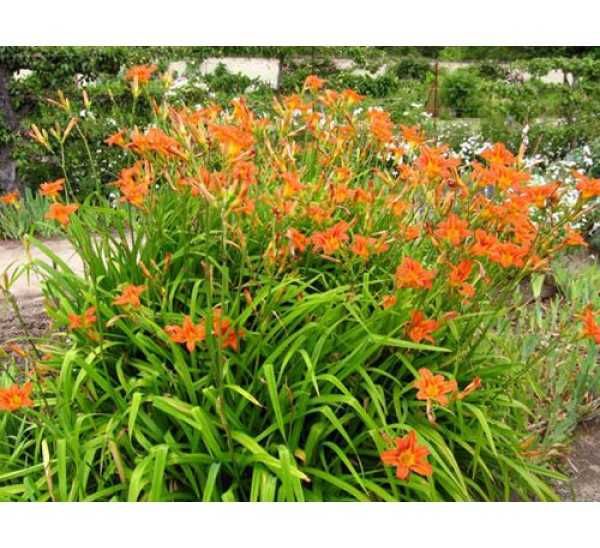 Продавам разсад хемерокалис - висок,оранжев