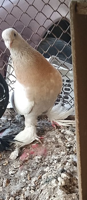 Продам голубей двоих