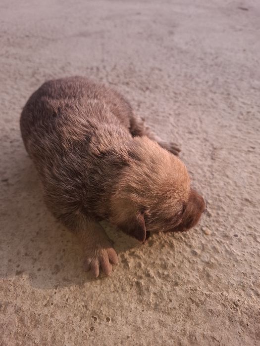 donez 5 căței gratis