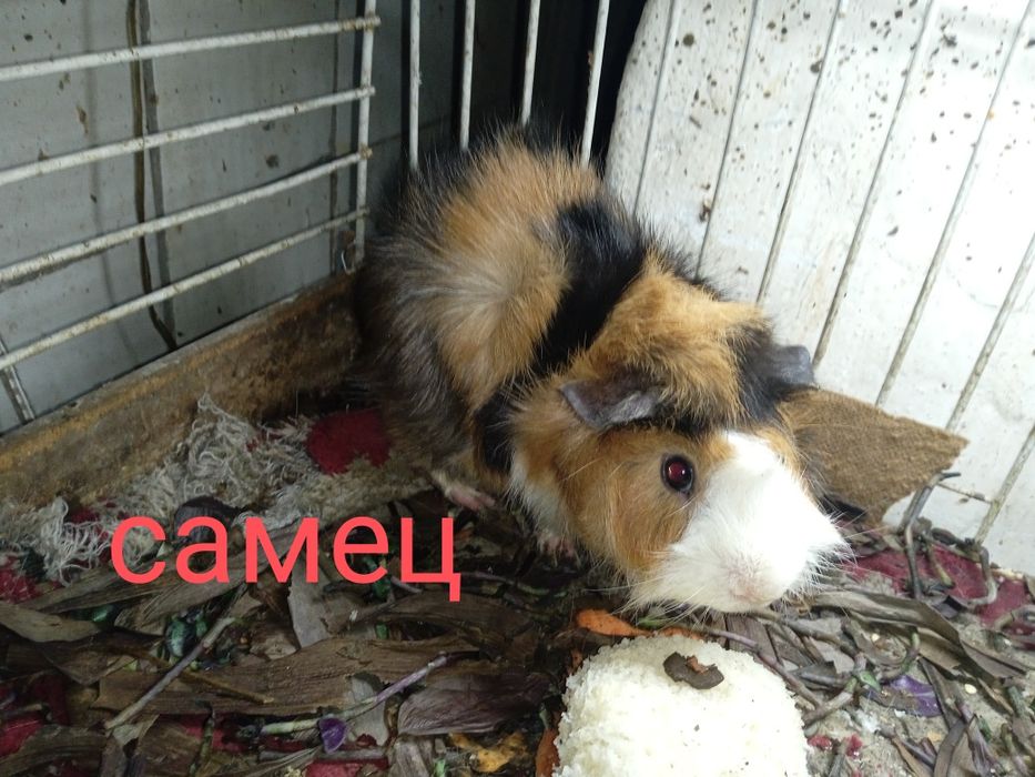 Продам морских свинок