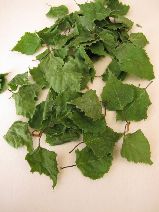 Листья березы сушенные.