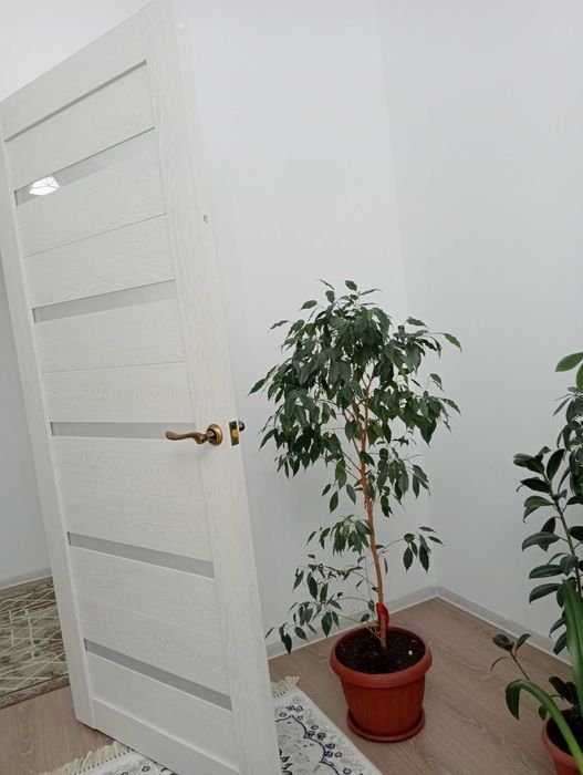 Продам комнатные цветы