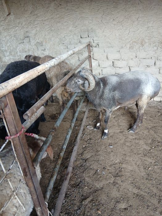 Qo'chqorlar sotiladi. Suyib ham beriladi. Navoiy