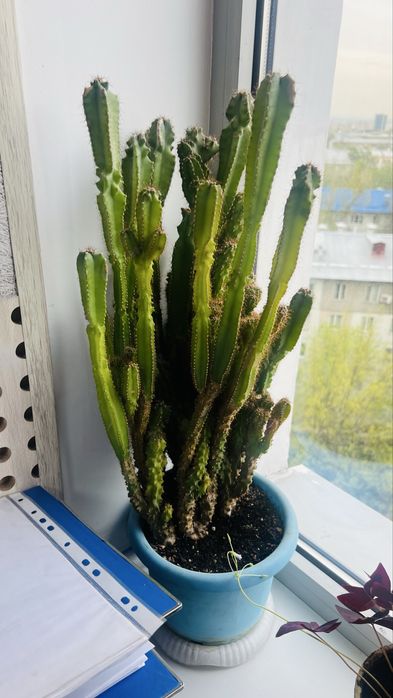 Комнатные растения (продаются вместе).