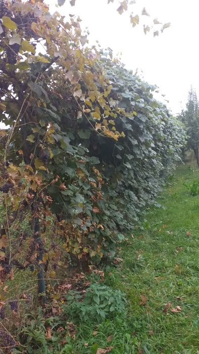 Struguri fraga si capsunica