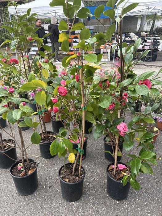 Лимони/Кумкуат и растения