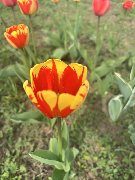 Тюльпаны садовые 300 тенге за 1 шт