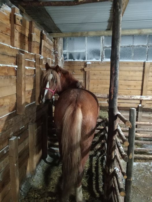 Құнан сатылады!!!