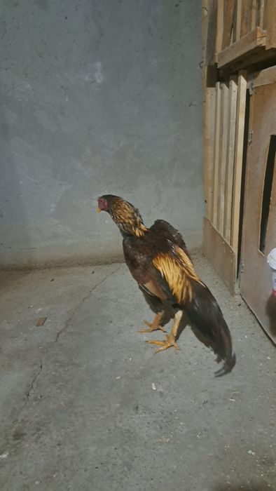 Бойцовый петух дакан