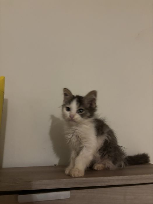 Spre adoptie 2 pisoiasi