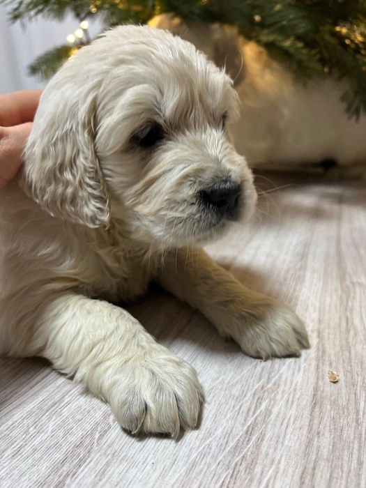 Pui golden retriever